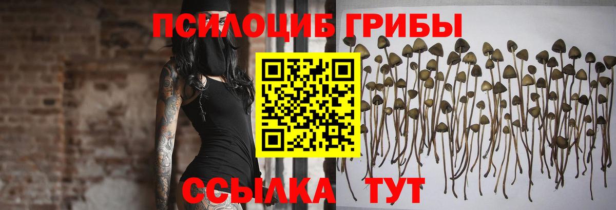 Вышний Волочёк  Псилоцибиновые грибы Psilocybe  Вход с VPN 